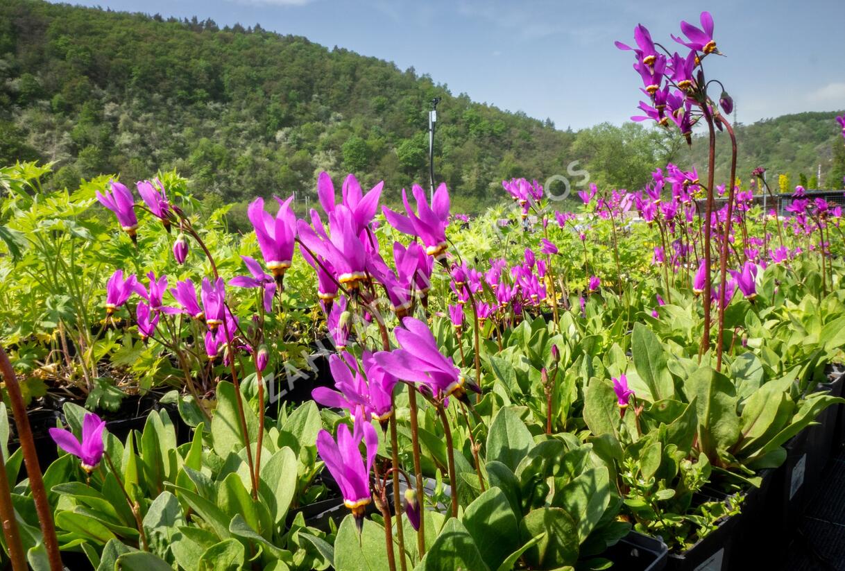Boží květ - Dodecatheon jeffreyi