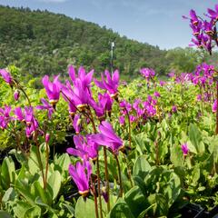 Boží květ - Dodecatheon jeffreyi