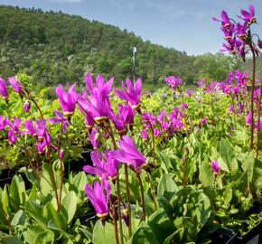 Boží květ - Dodecatheon jeffreyi