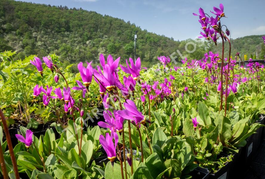 Boží květ - Dodecatheon jeffreyi