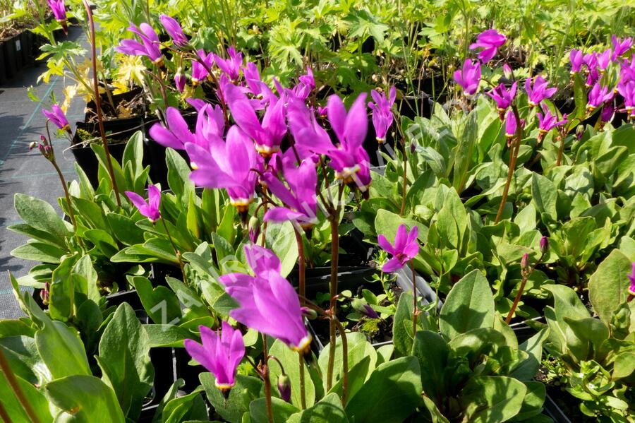 Boží květ - Dodecatheon jeffreyi