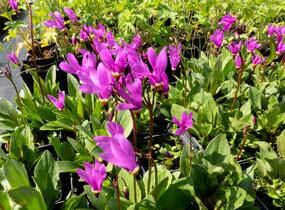 Boží květ - Dodecatheon jeffreyi
