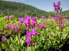 Boží květ - Dodecatheon jeffreyi