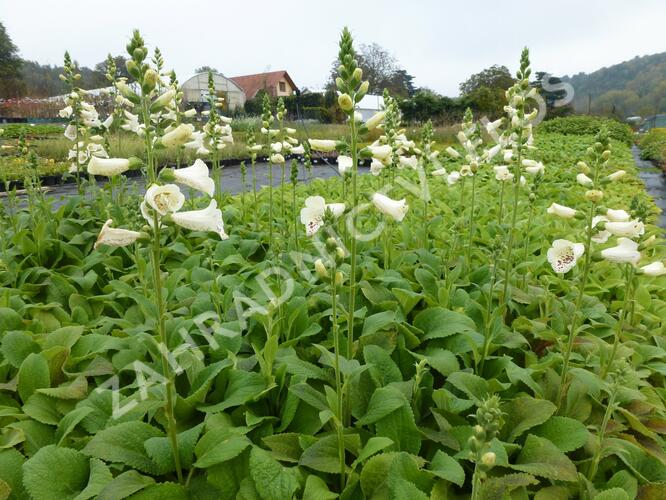 Náprstník červený 'Camelot Creme' - Digitalis purpurea 'Camelot Creme'