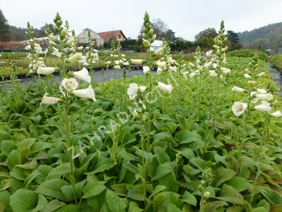 Náprstník červený 'Camelot Creme' - Digitalis purpurea 'Camelot Creme'