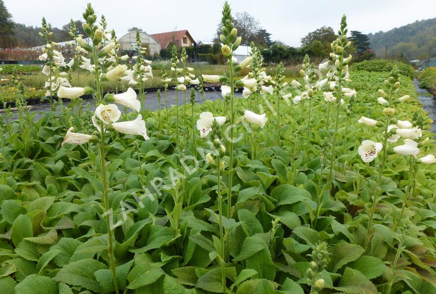 Náprstník červený 'Camelot Creme' - Digitalis purpurea 'Camelot Creme'