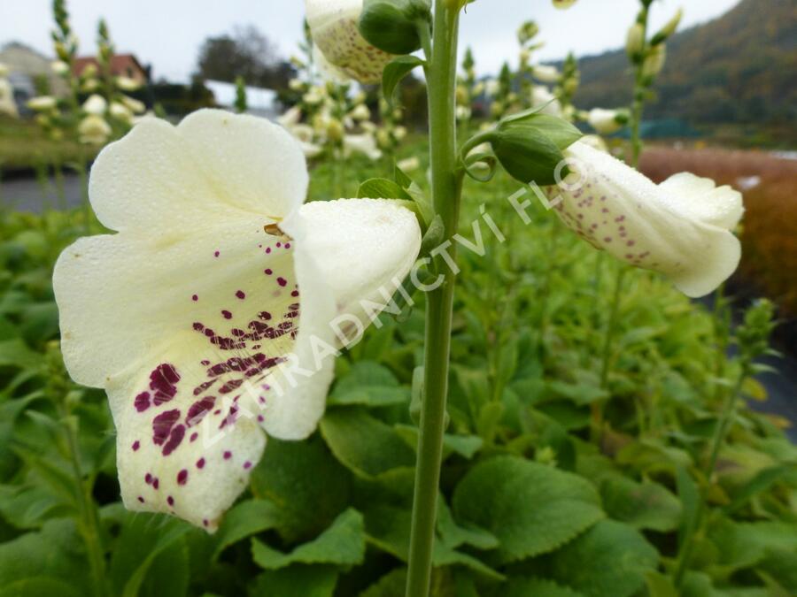 Náprstník červený 'Camelot Creme' - Digitalis purpurea 'Camelot Creme'