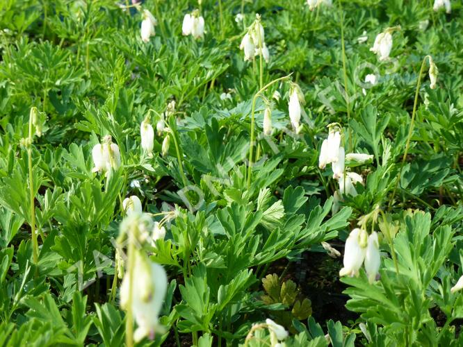 Srdcovka nízká 'Pearl Drops' - Dicentra formosa 'Pearl Drops'