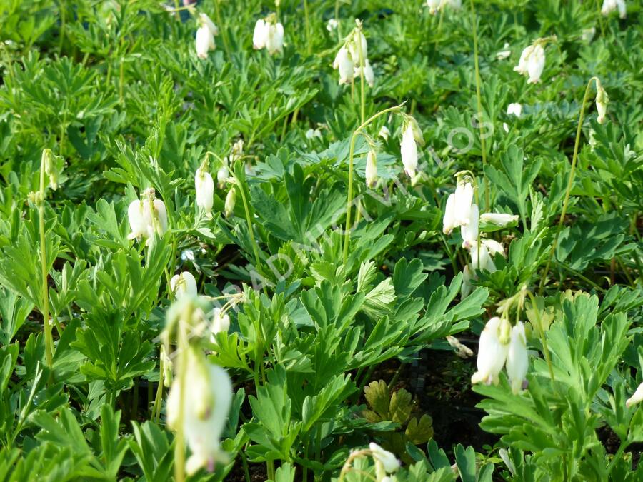 Srdcovka nízká 'Pearl Drops' - Dicentra formosa 'Pearl Drops'