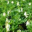 Srdcovka nízká 'Pearl Drops' - Dicentra formosa 'Pearl Drops'