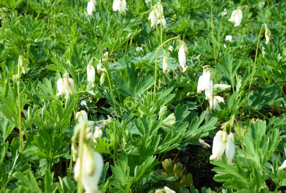 Srdcovka nízká 'Pearl Drops' - Dicentra formosa 'Pearl Drops'