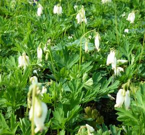 Srdcovka nízká 'Pearl Drops' - Dicentra formosa 'Pearl Drops'