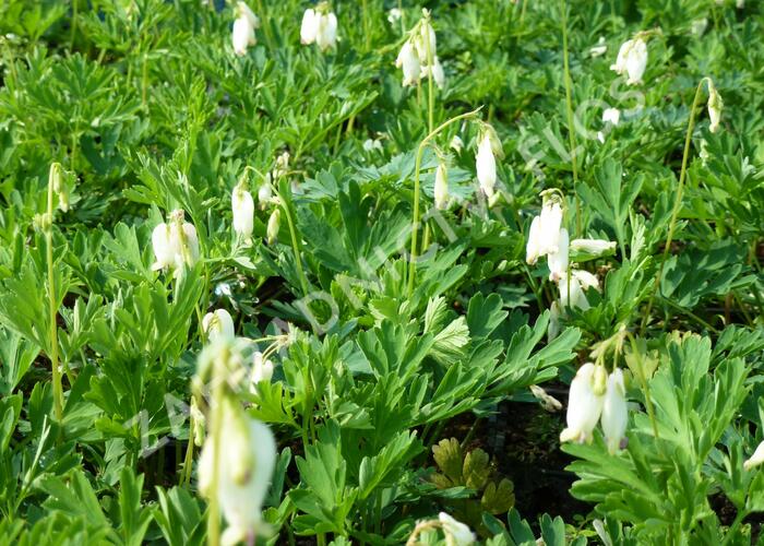 Srdcovka nízká 'Pearl Drops' - Dicentra formosa 'Pearl Drops'