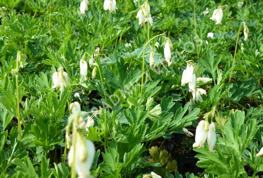 Srdcovka nízká 'Pearl Drops' - Dicentra formosa 'Pearl Drops'