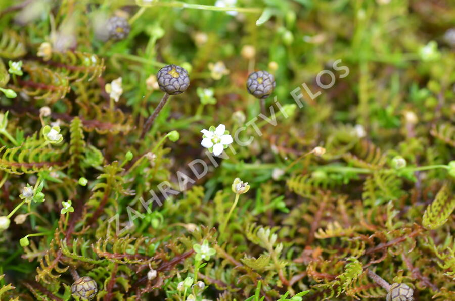 Mechovec - Cotula potentillina