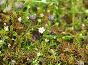 Mechovec - Cotula potentillina