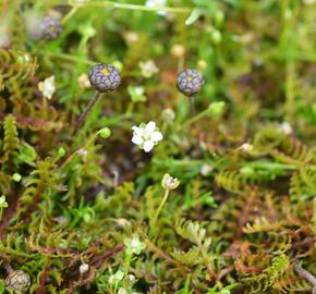 Mechovec - Cotula potentillina