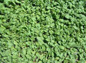 Mechovec - Cotula potentillina