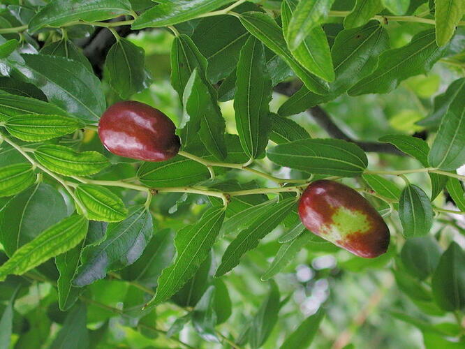 Cicimek datlový - Ziziphus sativa