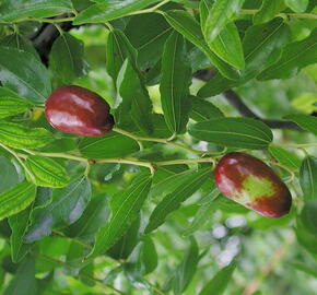 Cicimek datlový - Ziziphus sativa