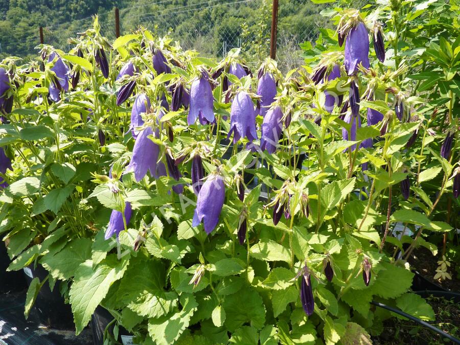 Zvonek tečkovaný 'Sarastro' - Campanula punctata 'Sarastro'