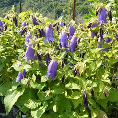 Zvonek tečkovaný 'Sarastro' - Campanula punctata 'Sarastro'