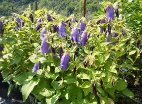 Zvonek tečkovaný 'Sarastro' - Campanula punctata 'Sarastro'