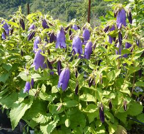 Zvonek tečkovaný 'Sarastro' - Campanula punctata 'Sarastro'
