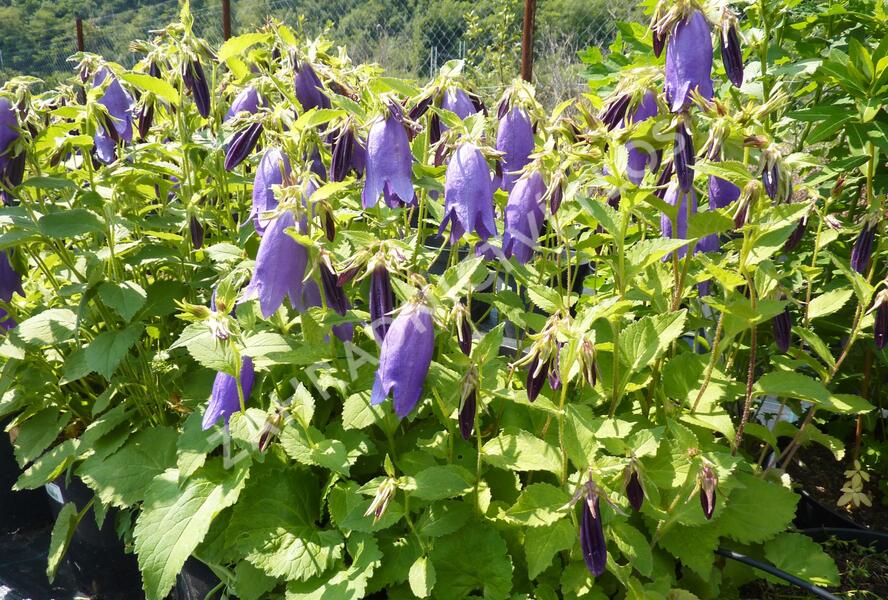 Zvonek tečkovaný 'Sarastro' - Campanula punctata 'Sarastro'