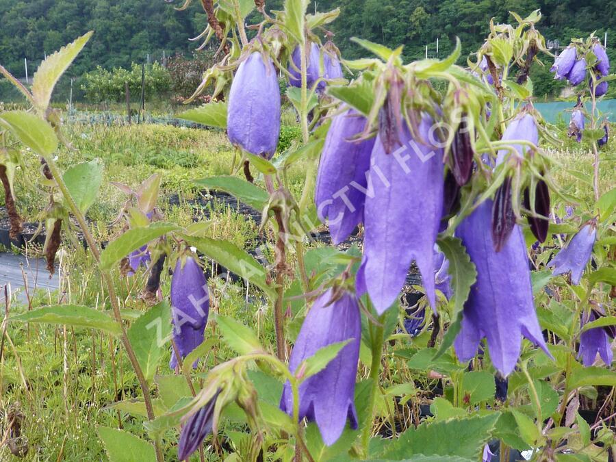 Zvonek tečkovaný 'Sarastro' - Campanula punctata 'Sarastro'