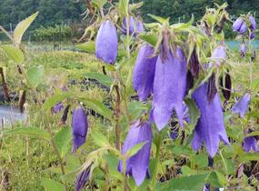 Zvonek tečkovaný 'Sarastro' - Campanula punctata 'Sarastro'