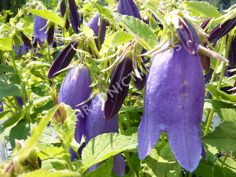 Zvonek tečkovaný 'Sarastro' - Campanula punctata 'Sarastro'