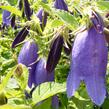 Zvonek tečkovaný 'Sarastro' - Campanula punctata 'Sarastro'