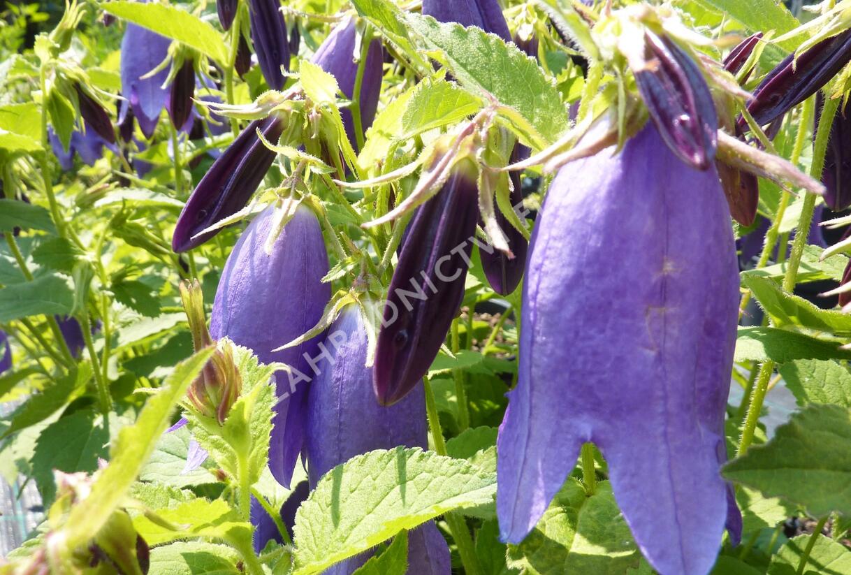 Zvonek tečkovaný 'Sarastro' - Campanula punctata 'Sarastro'