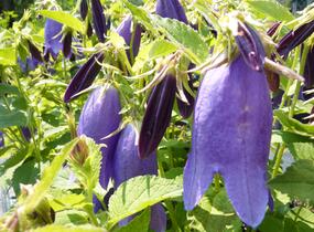 Zvonek tečkovaný 'Sarastro' - Campanula punctata 'Sarastro'