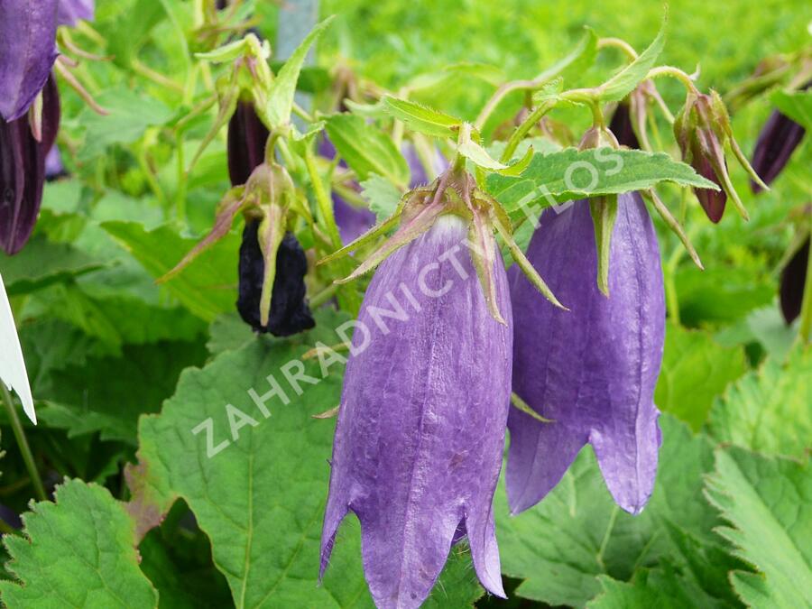 Zvonek tečkovaný 'Sarastro' - Campanula punctata 'Sarastro'