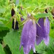 Zvonek tečkovaný 'Sarastro' - Campanula punctata 'Sarastro'