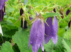 Zvonek tečkovaný 'Sarastro' - Campanula punctata 'Sarastro'