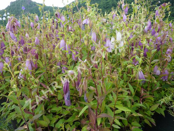 Zvonek tečkovaný 'Rubriflora' - Campanula punctata 'Rubriflora'