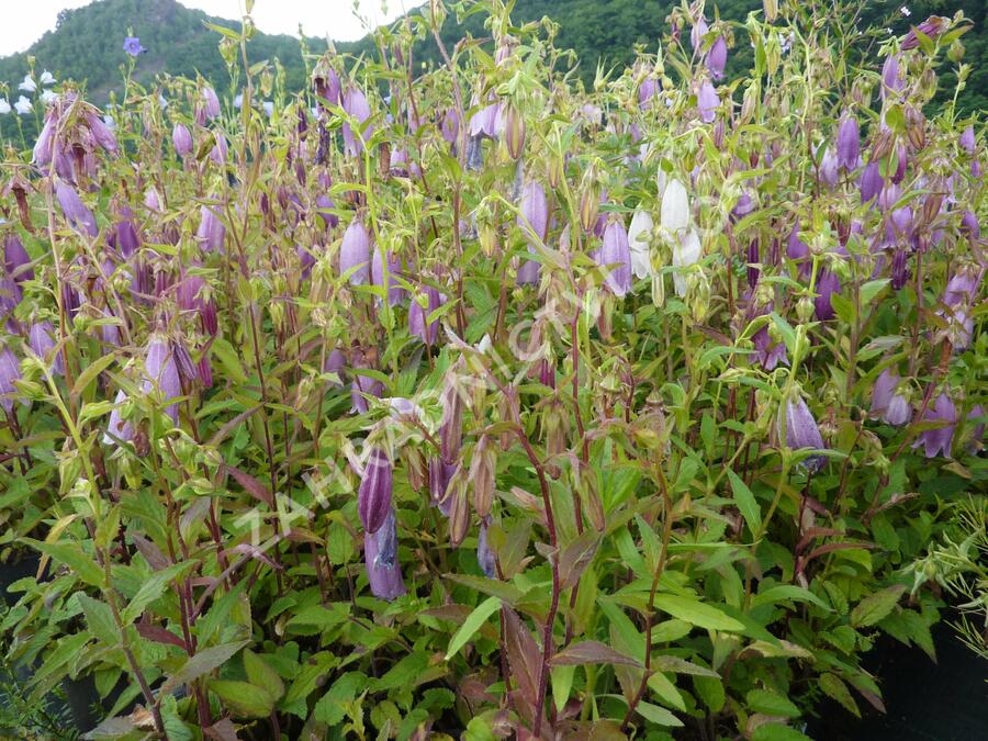Zvonek tečkovaný 'Rubriflora' - Campanula punctata 'Rubriflora'