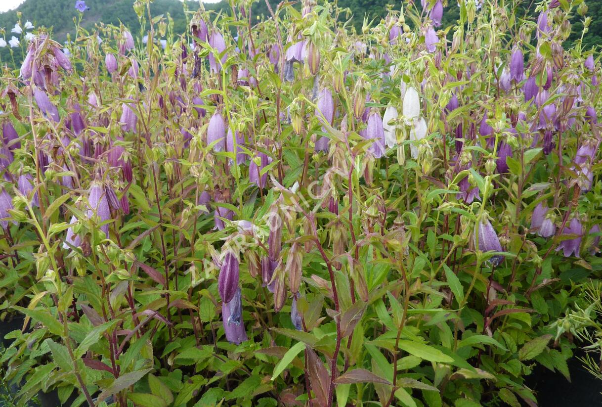 Zvonek tečkovaný 'Rubriflora' - Campanula punctata 'Rubriflora'