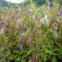 Zvonek tečkovaný 'Rubriflora' - Campanula punctata 'Rubriflora'