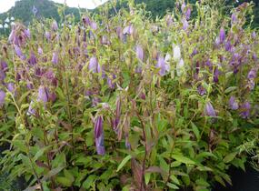 Zvonek tečkovaný 'Rubriflora' - Campanula punctata 'Rubriflora'