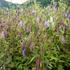 zvonek-teckovany-rubriflora.jpg