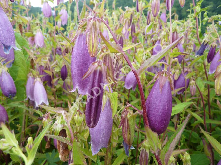 Zvonek tečkovaný 'Rubriflora' - Campanula punctata 'Rubriflora'