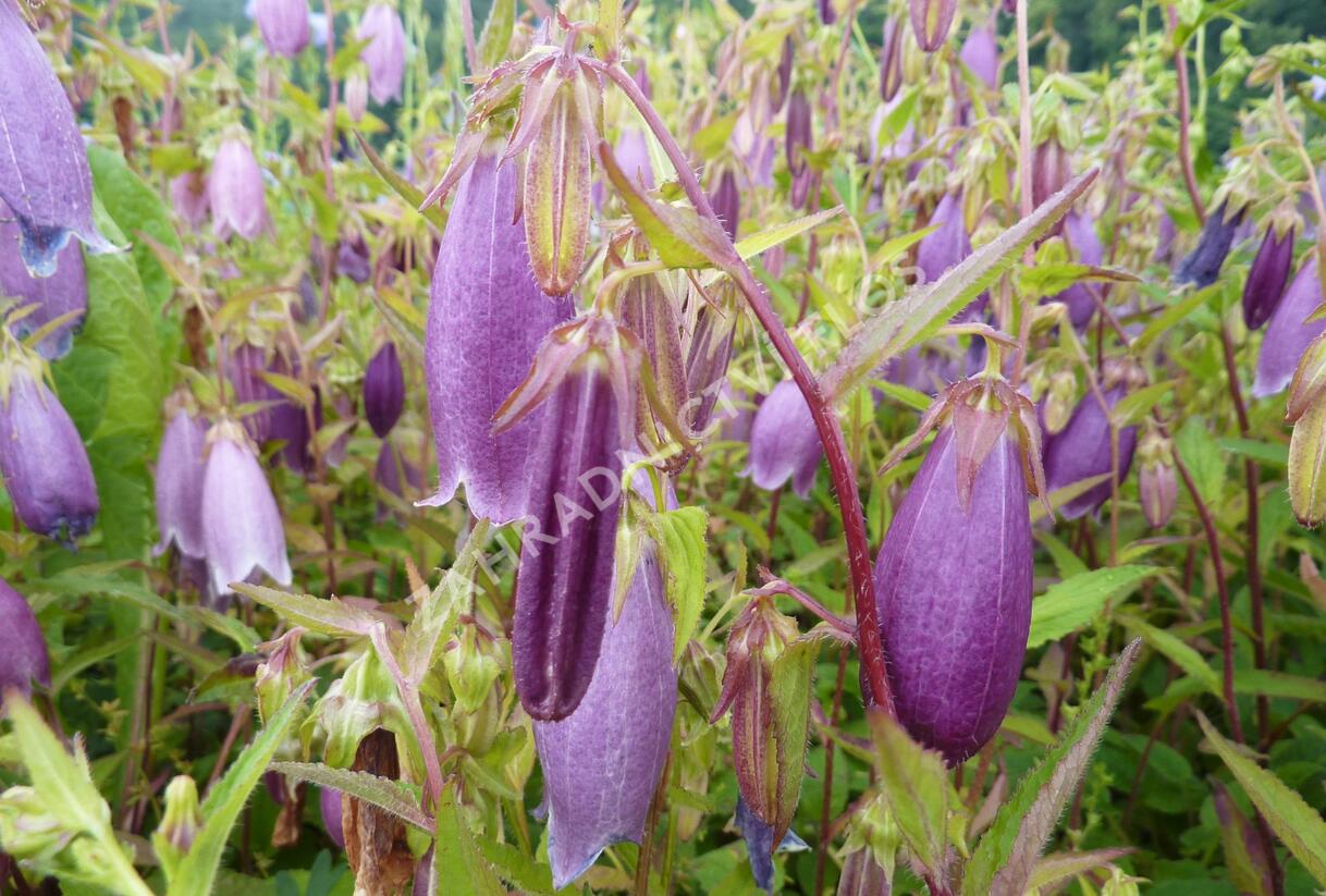 Zvonek tečkovaný 'Rubriflora' - Campanula punctata 'Rubriflora'