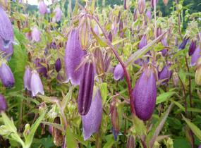 Zvonek tečkovaný 'Rubriflora' - Campanula punctata 'Rubriflora'