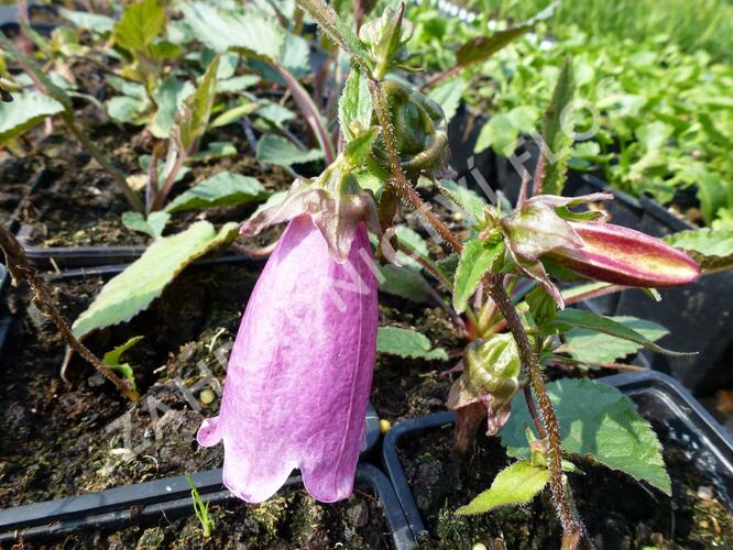 Zvonek tečkovaný 'Beetroot' - Campanula punctata 'Beetroot'