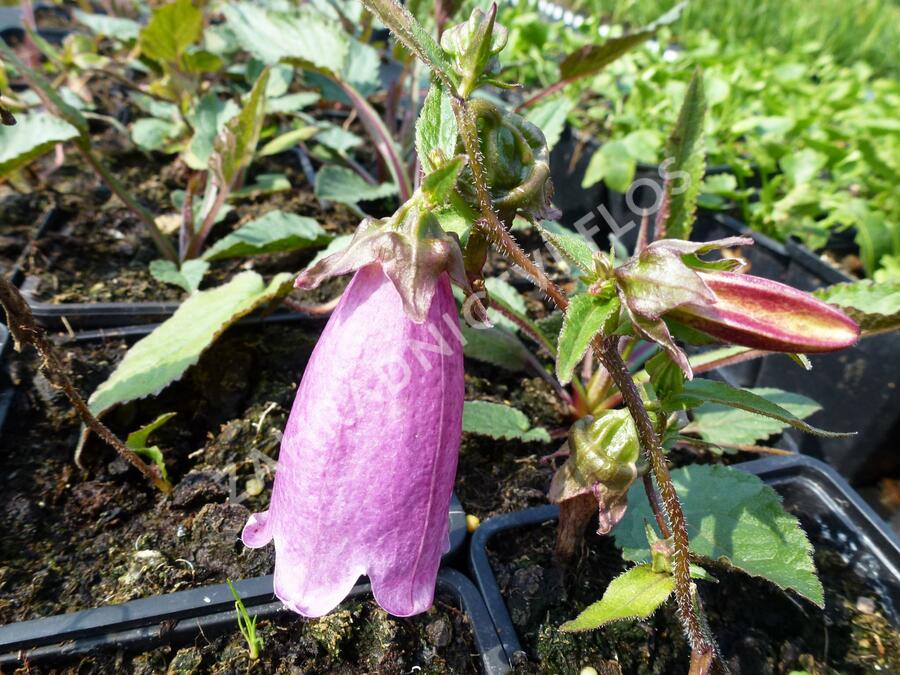 Zvonek tečkovaný 'Beetroot' - Campanula punctata 'Beetroot'