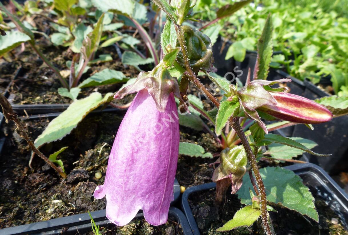 Zvonek tečkovaný 'Beetroot' - Campanula punctata 'Beetroot'